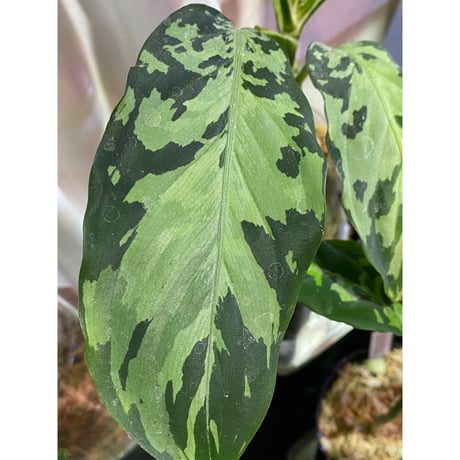 Aglaonema pictum "Hierophant-Green" 法皇緑 from Sumatera Barat [AZ0512-X]