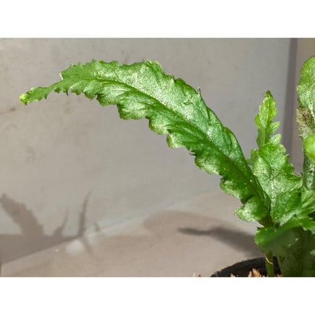 Bolbitis sp. from Siberut [LA 2012年]
