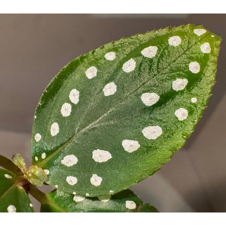 Sonerila sp. from Bengkayang West Kalimantan