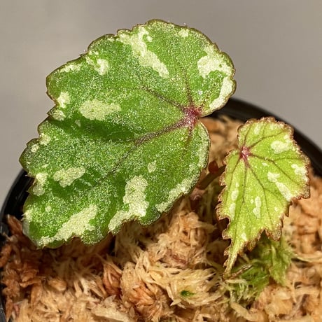 Begonia sp. from North Toraja [S0919-02] STRINGE PLANTS