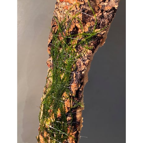 Moss from Borneo