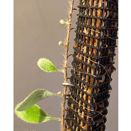 Pyrrosia nummularifolia from Santa Fe Luzon Philippines [KSB]