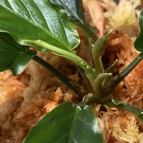 Homalomena sp. "Euclase" from Riau sumatera [LA0518-02]