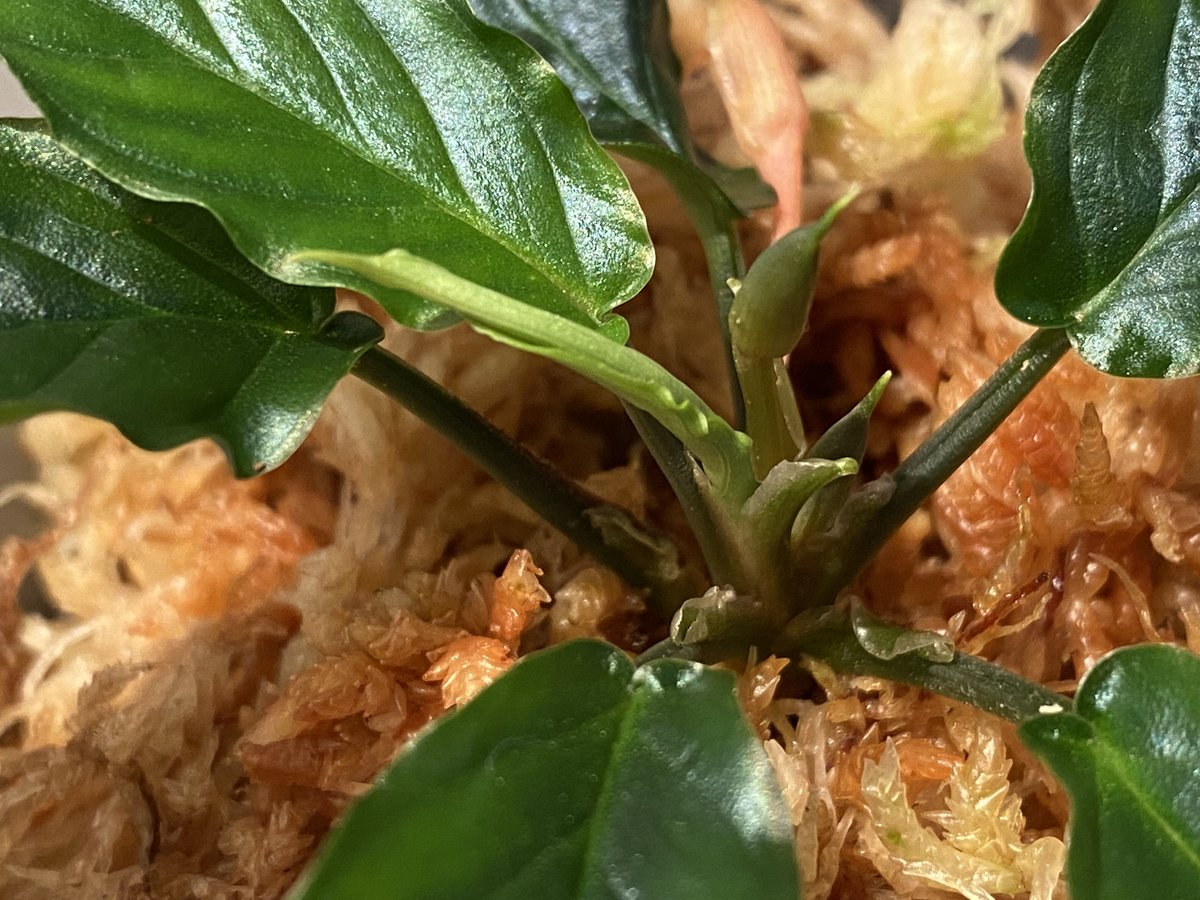 Homalomena sp. 