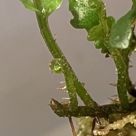 Bolbitis sinuosa from Philippines
