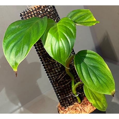 Philodendron sp. from Iquitos Peru [tanakay]