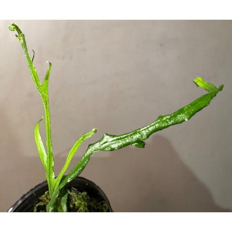 Microsorium sp. from Saripoi [LA0515-02]