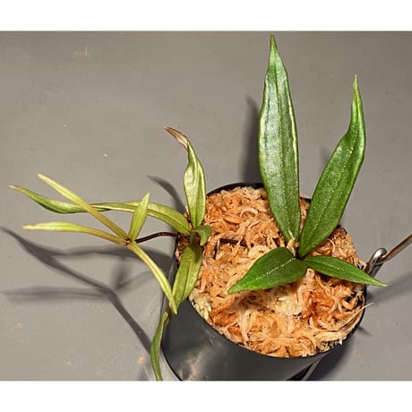 Medinilla sp. from Bukidnon 1.300m Mindanao Philippines