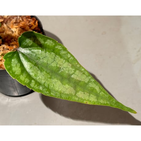 Cissus sp. "Padang" Sumatra barat [TB]