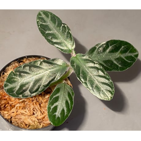 Cosmianthemum sp. from Sarawak