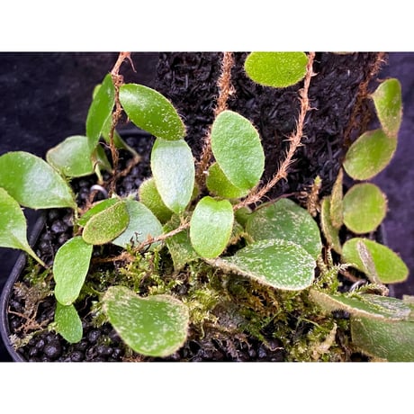 Pyrrosia nummularifolia from Santa Fe Luzon Philippines [KSB]