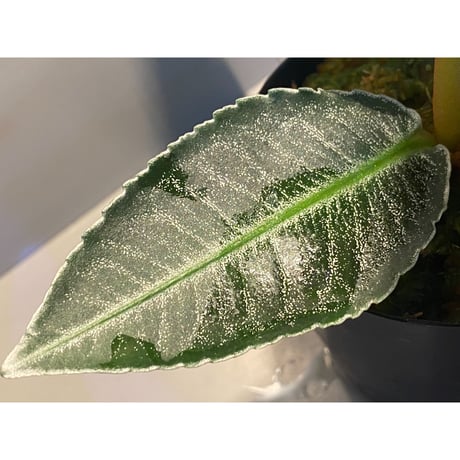 (大株) Ardisia sp. from Aceh Selatan [HW0816-03]