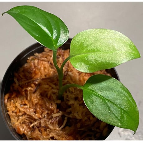 Phylodendron sp. from Iquitos Peru [tanakay]