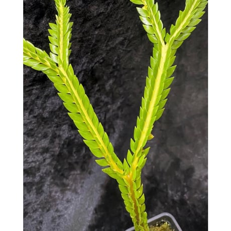 Phlegmariurus phlegmarioides Aimas, Sorong, West Papua 伊藤蟻植物農園