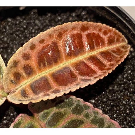 Labisia sp. from Riau sumatera [LA0815-01]