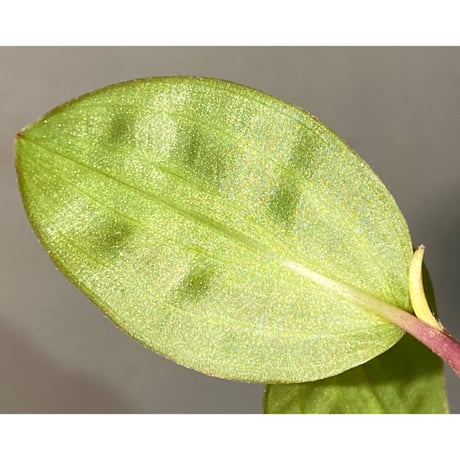 Geogenanthus undatus from Tarapoto Peru [tanakay]