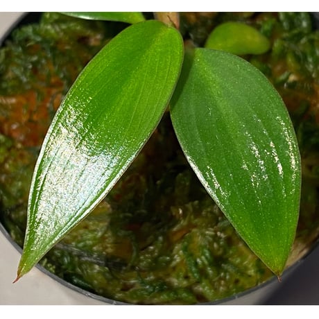 Philodendron sp. "Red Congo Compacta" ①