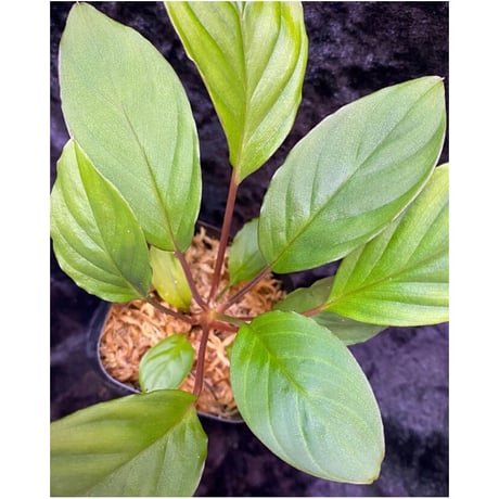 Homalomena sp. "Nanga pinoh" セミビロード Melawi Kal barat [TB]