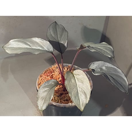 Homalomena sp. "Platinum Velvet" from Kepulauan Riau [KN] ①