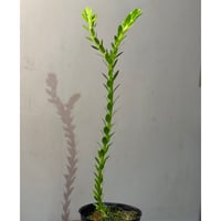 Phlegmariurus phlegmarioides Aimas, Sorong, West Papua 伊藤蟻植物農園