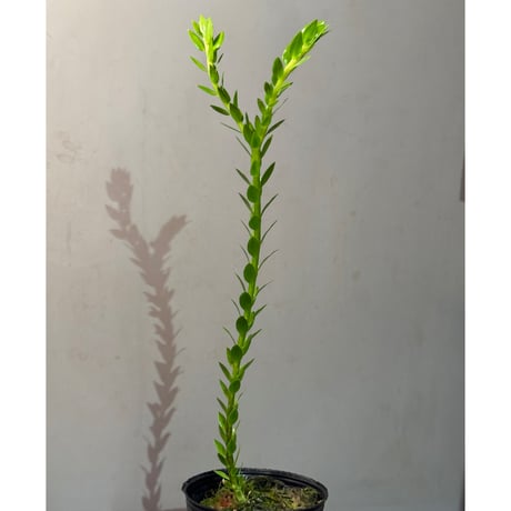 Phlegmariurus phlegmarioides Aimas, Sorong, West Papua 伊藤蟻植物農園