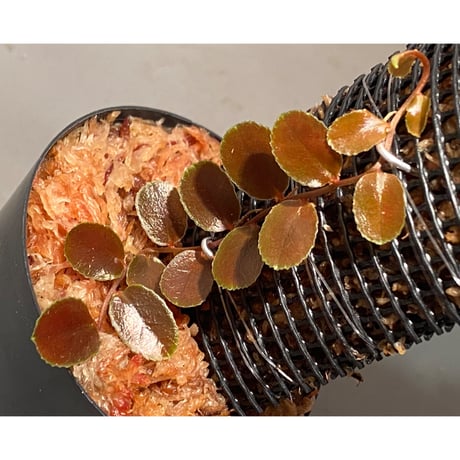 Marcgravia sp. "Dark type" from Tarapoto Peru alt1,000m