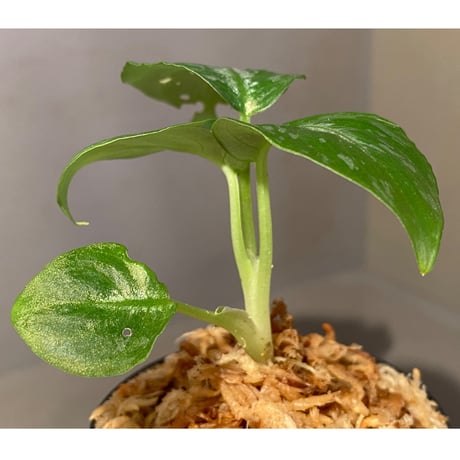 Schismatoglottis Rongisupata from West Kalimantan [KN]