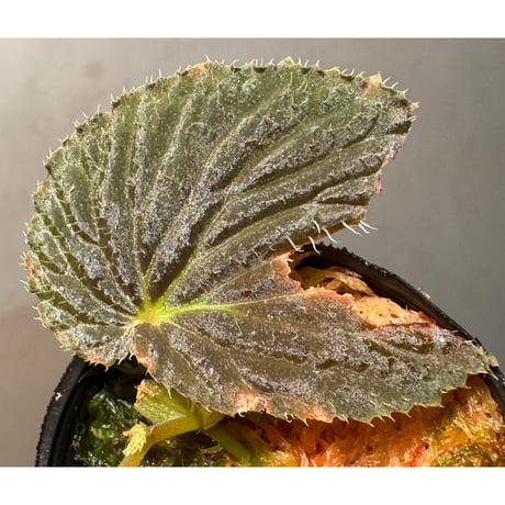 Begonia sp. from Kapuas hulu