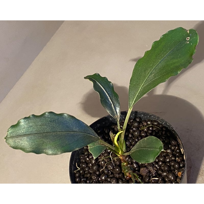 水草 Bucephalandra sp. \"Janda tua\" kalteng Bucephalandra sp. 