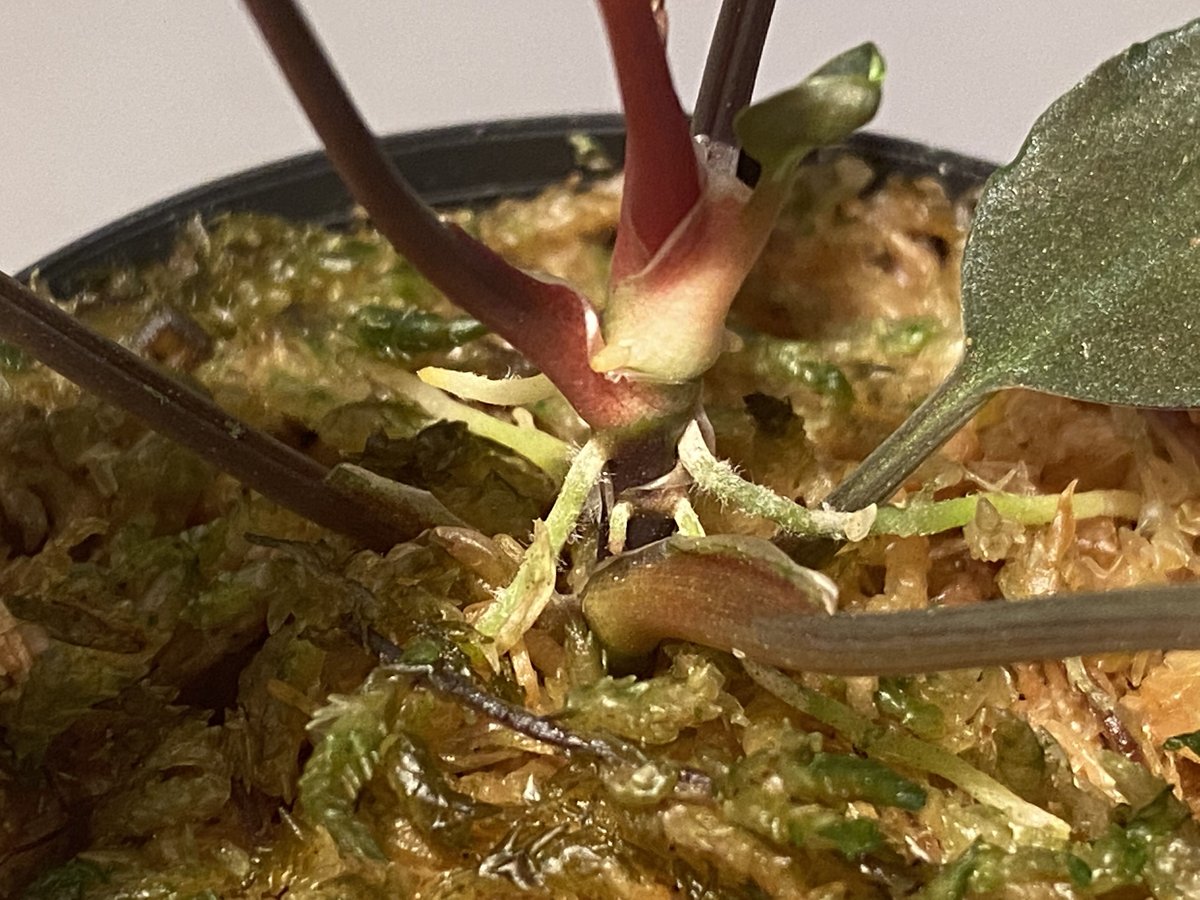 さらみさん専用　homalomena Homalomena sp. Red 