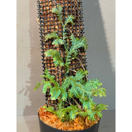 Selaginella willdenowii