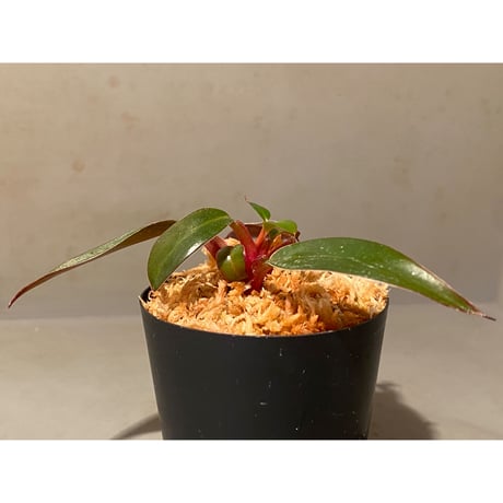 Philodendron sp. "Red Congo Compacta"