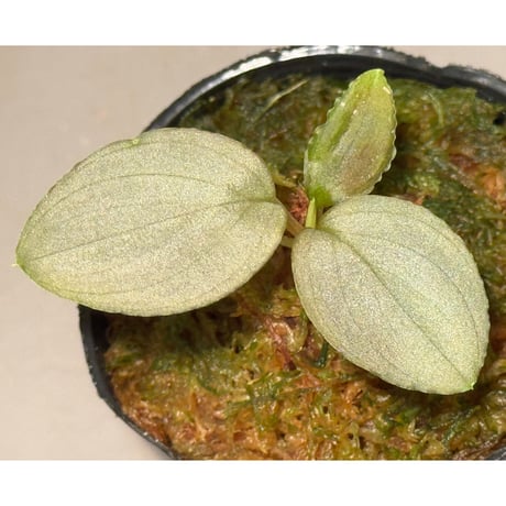 ホマロメナ | STORES