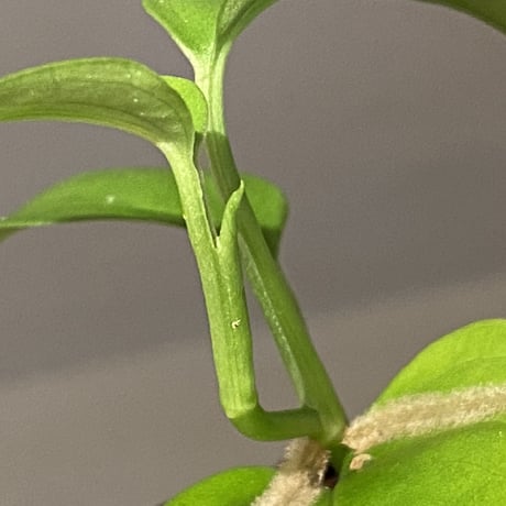 Philodendron sp. from Iquitos Peru [tanakay]