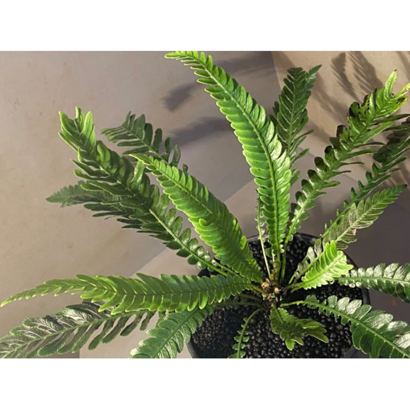 Blechnum obtusatum var. obtusatum from New Cale