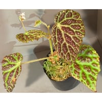Begonia dracopelta from Borneo