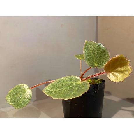 Begonia sp. f1 from Sumatera [NT ORCHID]