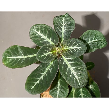 Codonoboea cf. pumilla from Riau sumatera [LA1119-02]