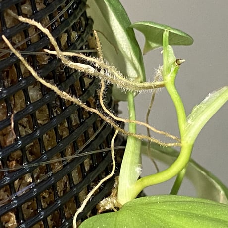 Philodendron sp. from Iquitos Peru [tanakay]