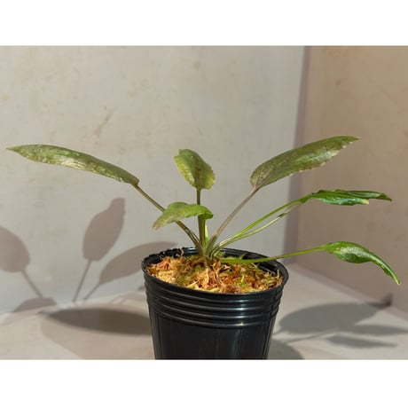 Cryptocoryne nurii "Lga-1" Pulau Lingga [HW0622-06]