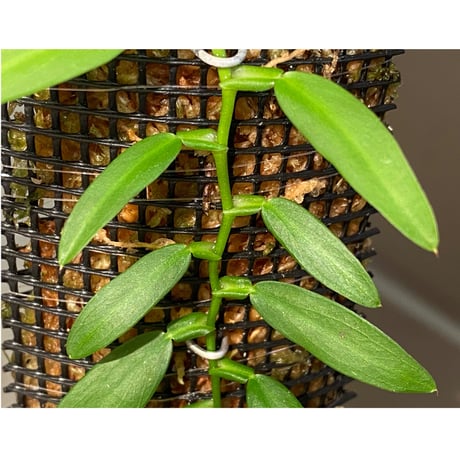 Epipremnum sp. from Khlong Yai Trat Thailand