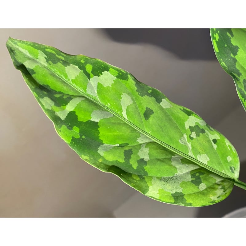 Aglaonema pictum Aceh Sumatra T-120119 X産地 | M・ Aglaonema pictum Aceh Sumatra T-120119 X産地 | M・