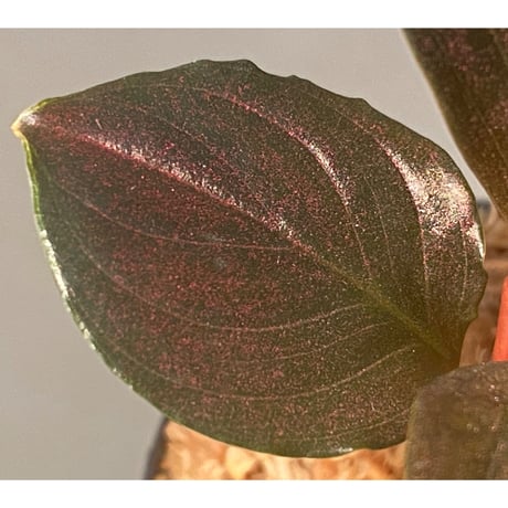 Rhodospatha sp. from Ecuador [tanakay]