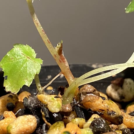 Begonia burkilli from Republic of India