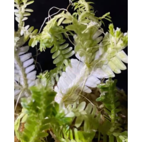 Selaginella sp. バリエガータ from "Nanga pinoh" [TB]