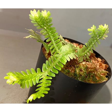 Selaginella sp. バリエガータ from "Nanga pinoh" [TB]