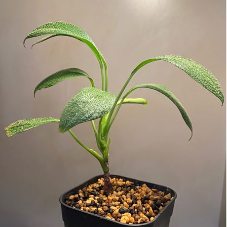 Homalomena hasei "狐尾" from Aceh sumatera [LA0616-04]