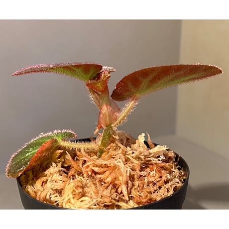 Begonia sp. from Manaus