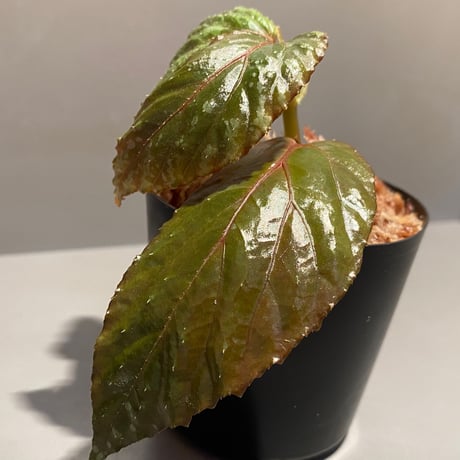 Begonia sp. from Sarawak