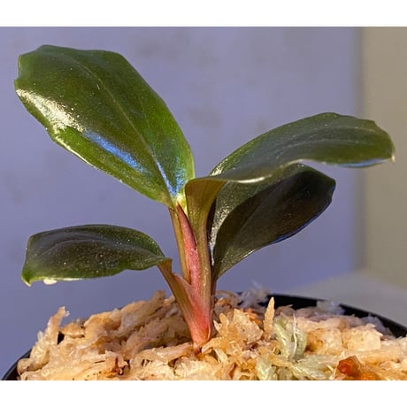 Rhodospatha sp. from Ecuador [tanakay]